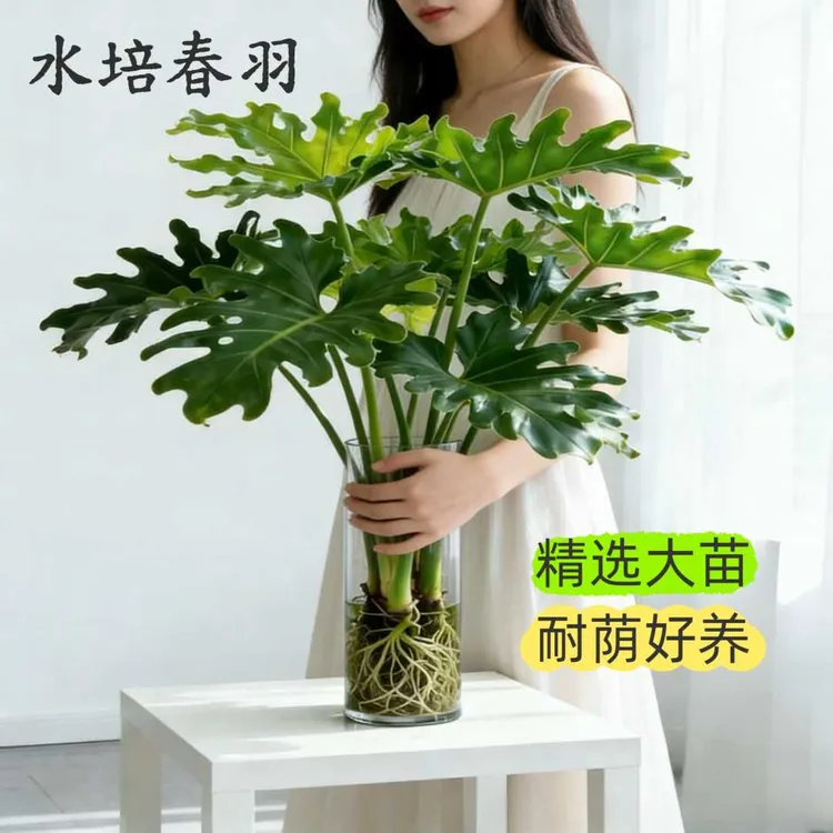 春羽绿植水培植物天堂鸟富贵竹龟背竹绿萝花卉室内水培植物商品图
