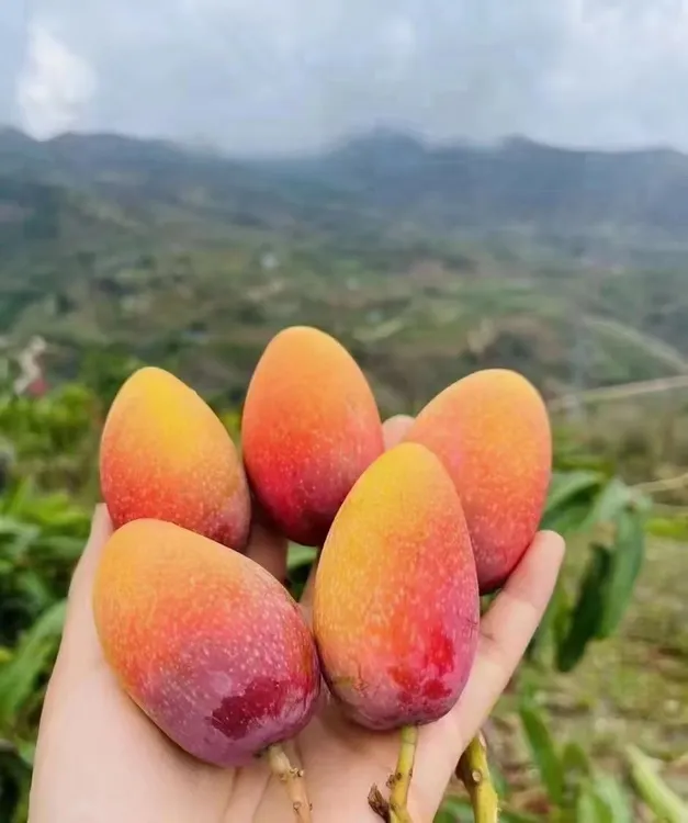 云南元江自然熟小金凤凰