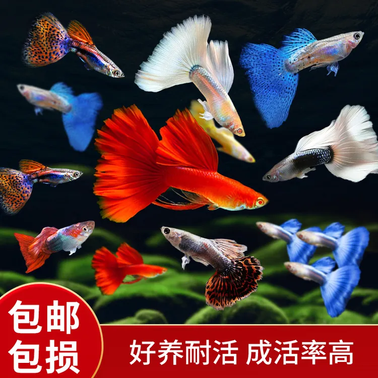 孔雀鱼观赏凤尾鱼小鱼纯种热带小型好养热带鱼耐活鱼苗观赏鱼孕母