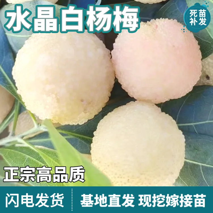 水晶白杨梅树苗地栽南北方庭院盆栽种植嫁接特大果甜杨梅当年结果