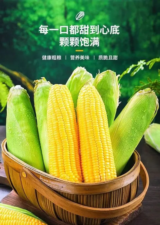 云南水果玉米新鲜脆甜可生吃带皮带叶农家玉米