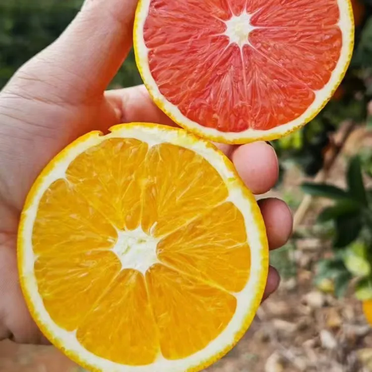 正宗赣南信丰脐橙新鲜现摘香甜多汁应季水果