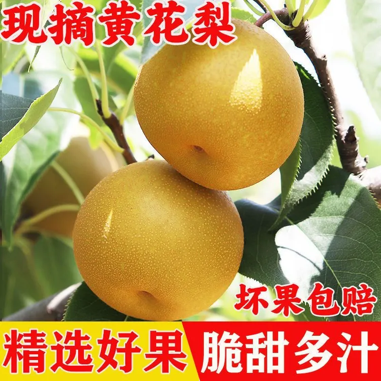 湖北沙梨黄花梨现摘现发脆甜多汁新鲜水果