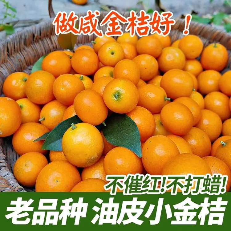 正宗老品种阳朔油皮金桔新鲜水果酸甜金橘脆皮桔子金钱橘小金桔