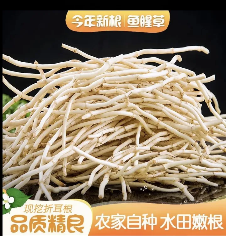 洗净精选新鲜嫩根鱼腥草折耳根当季新货可凉拌