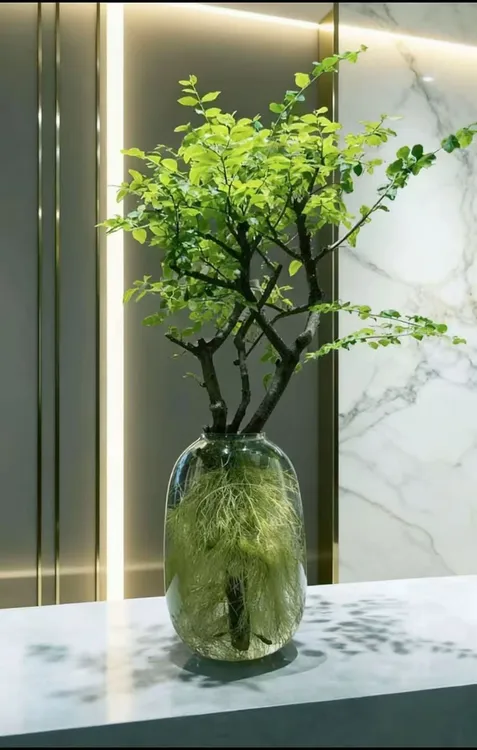 女贞水培发根植物自然发根室内绿植好养易活茶室客厅