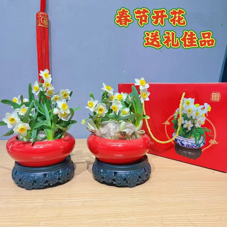 漳州水仙花雕刻礼盒装 春节送礼 年宵花卉带花苞带盆带底座