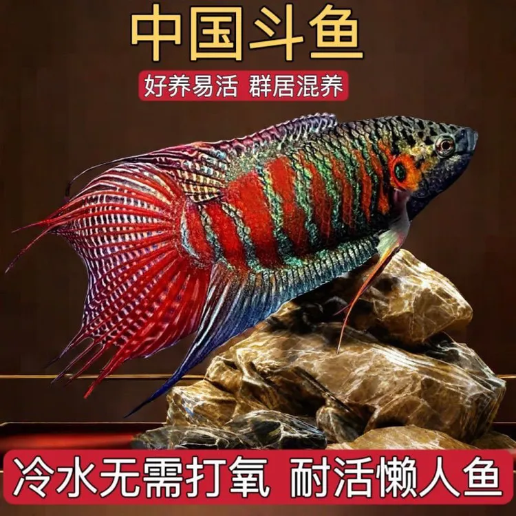 中国斗鱼活体冷水淡水鱼好养耐活无需氧气适合新手饲养