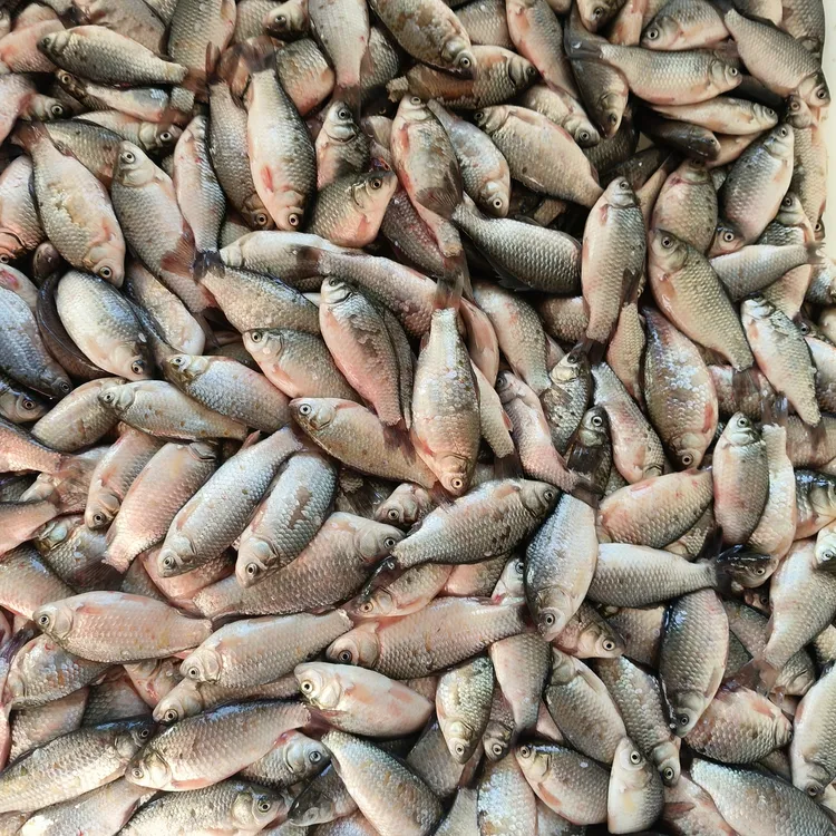 松花江野生鲫鱼鱼酱顿  油炸  糖醋嘎嘎好吃顺丰冷链包邮