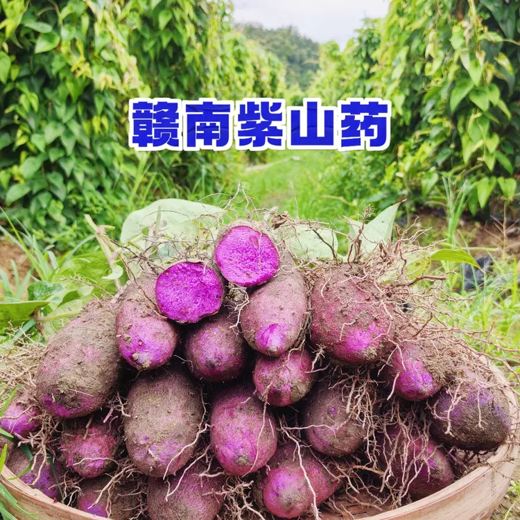 新鲜现挖赣南紫山药紫脚板薯毛薯大薯紫玉淮山铁棍山药新鲜水果