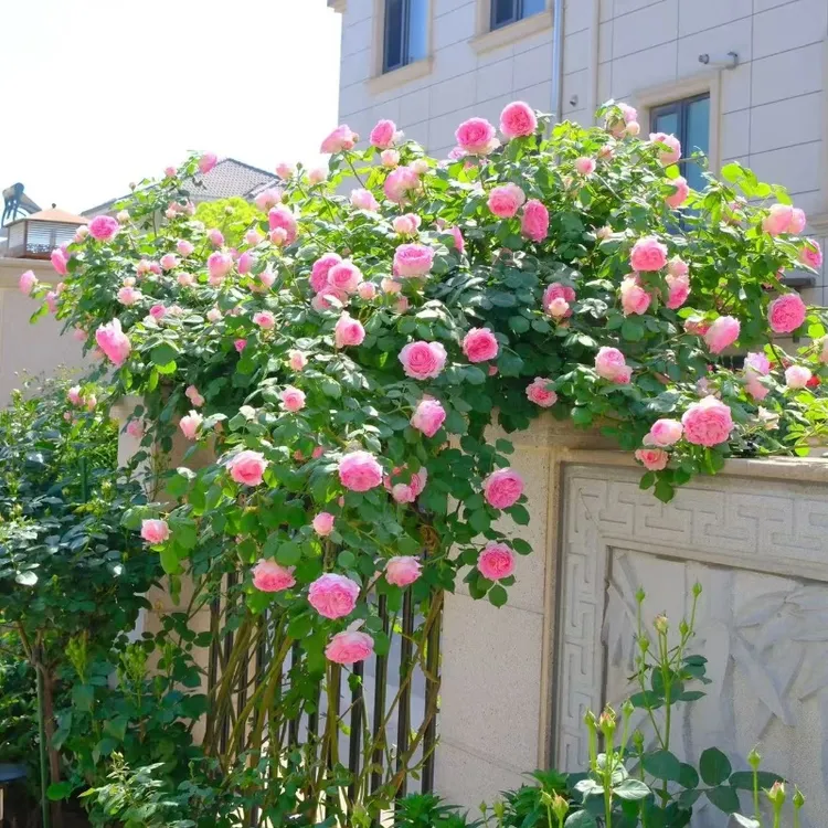 罗伊月季花苗藤本月季爬藤月季爬藤植物四季开花卉盆栽地栽月季