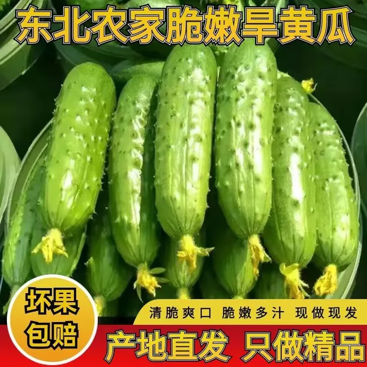 新鲜带刺清香旱黄瓜可生吃的旱黄瓜  生吃  清炒 炖汤