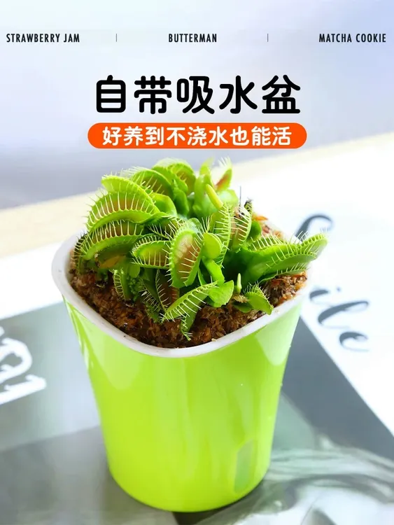 捕蝇草植物食虫趣味盆栽驱蚊超大草食虫防辐射室室茶室黄栀子盆景