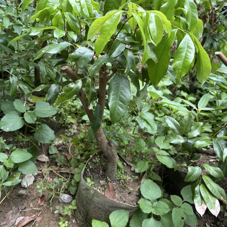 仙进奉圈枝营养杯苗2.5至3公分可盆栽