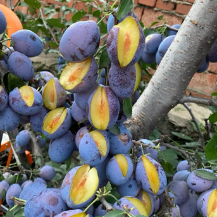 蓝蜜西梅李子苗抗寒能力强纯甜口9月成熟丰产爱结果