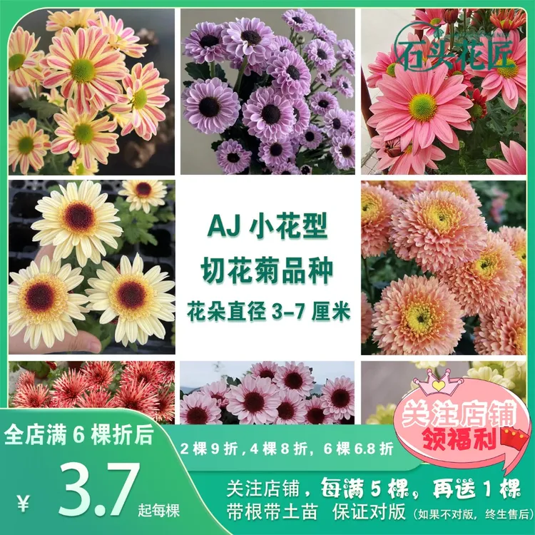 石头花匠宝莲灯粉肯尼迪粉三文鱼切花菊小雏菊花苗多年生宿根盆栽