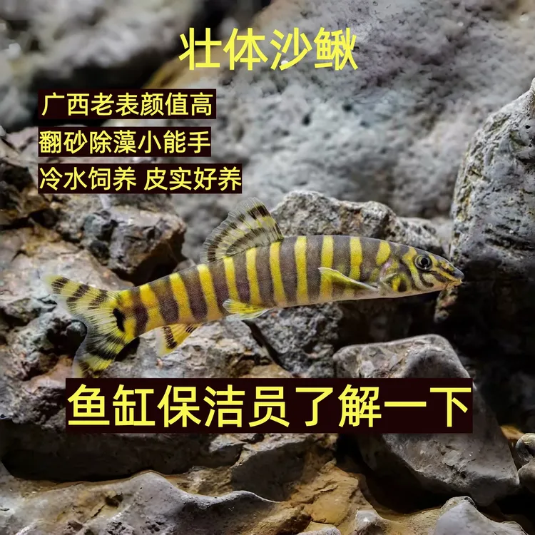 壮体沙鳅 原生冷水工具鱼皮实不用加温除藻翻砂吃鱼便清洁鱼缸