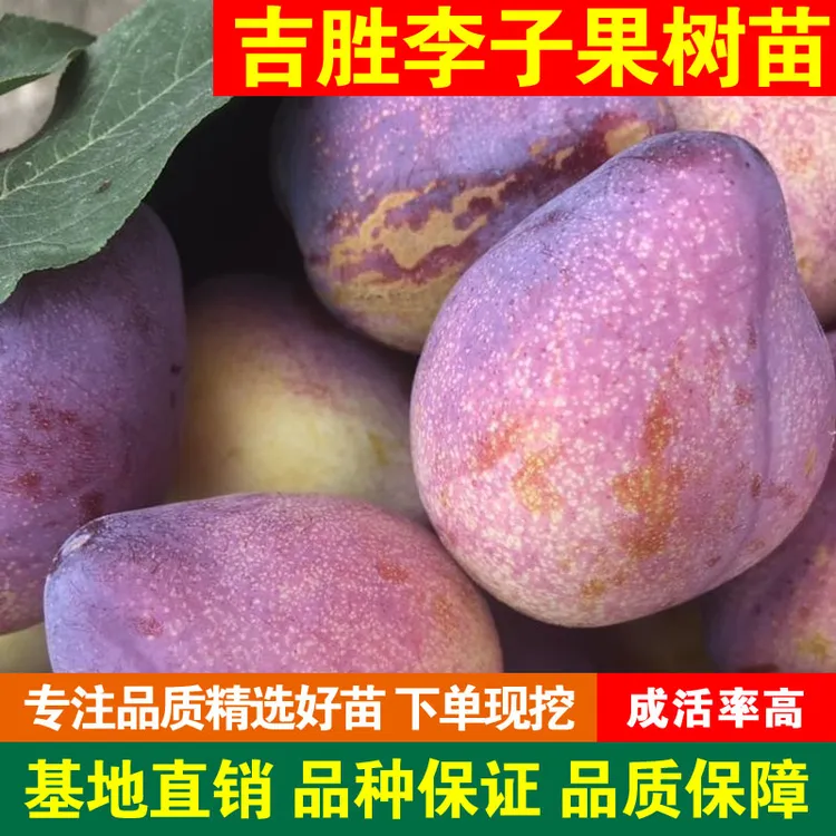 吉胜李子果树苗嫁接李子树活苗新品种特大吉胜桃李子耐寒高产品种