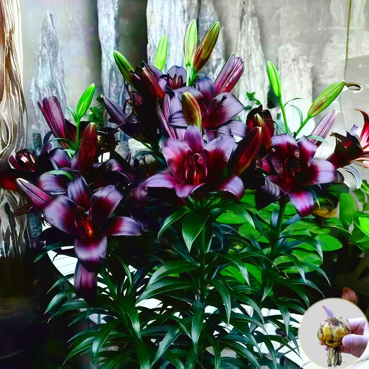 【稀有黑魔术百合】庭院观花四季开室内盆栽香水百合种球芳香百合花