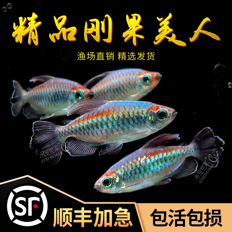 刚果美人耐活美人石美人蓝美人鱼热带观赏鱼小型淡水鱼群游活体鱼