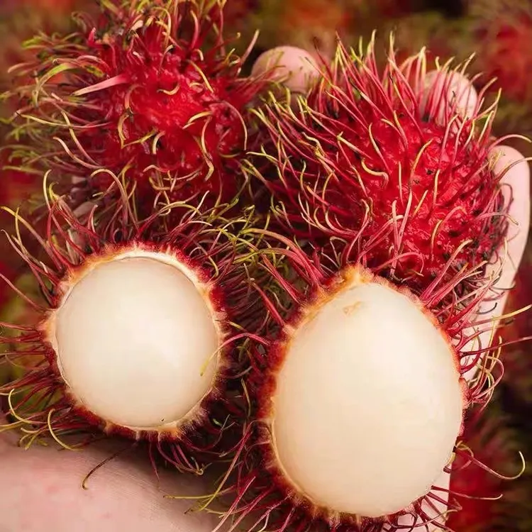 新鲜红毛丹水果热带精选批发毛荔枝红丹现摘现海南当季包邮