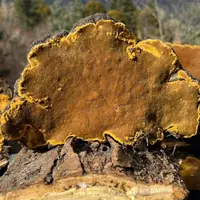 正宗桑树桑黄整枝切片可泡酒煮水