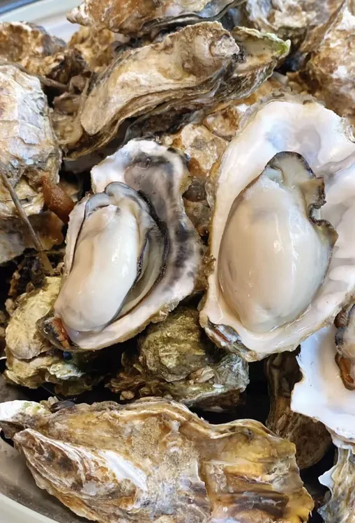 田横本地薄皮海蛎子生蚝 鲜活新鲜10斤 原产地包邮