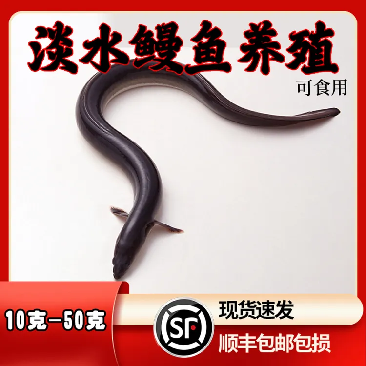 鳗鱼河鳗白鳗大规格青鳗江鳗白鳝观赏水族活体鱼类顺丰包邮鲜活