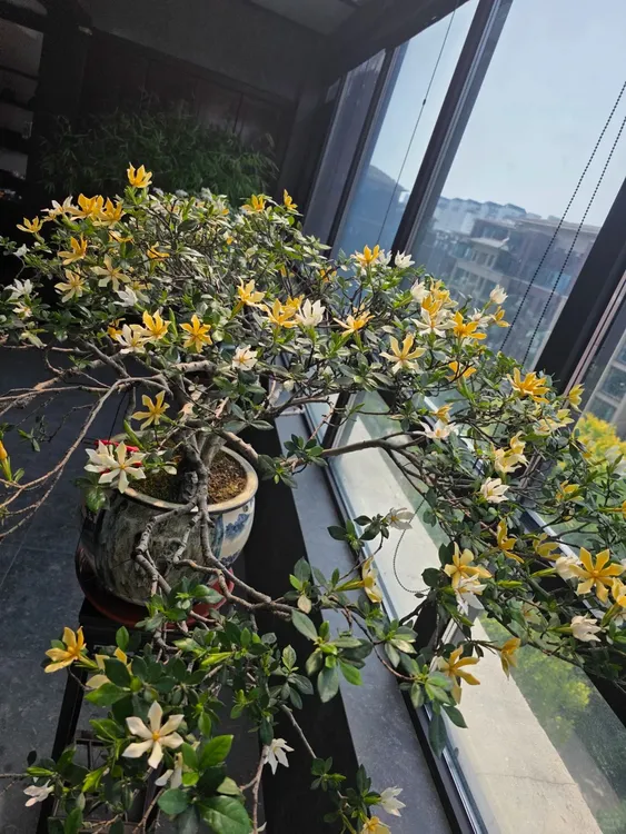 海岛栀子花春花石枫游龙精品桩