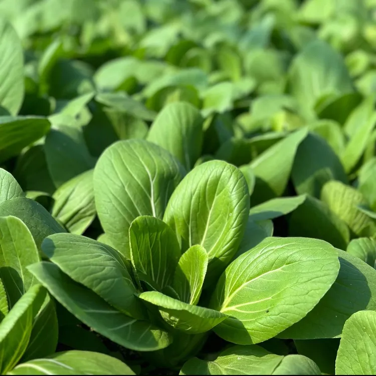 正宗湖北瓢儿菜青菜小白菜四季盆栽蔬菜时令菜苔新鲜大叶贵州