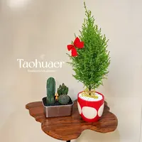 【植物旅行专属】小香松盆栽圣诞树室内办公桌面绿植装饰节日送人