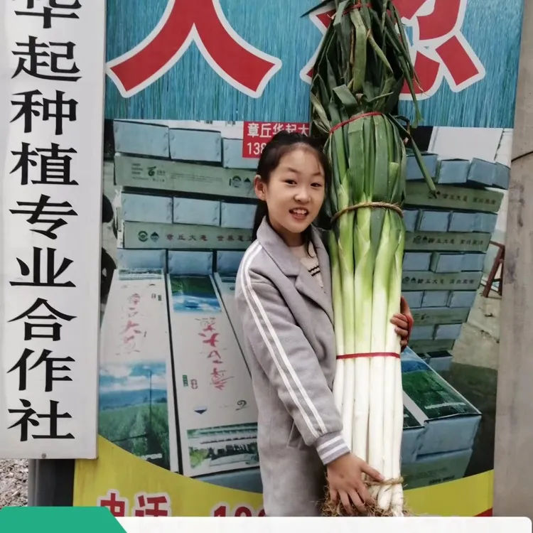 【10斤】正宗章丘大葱自产自销原产地精品发货[带礼品盒]