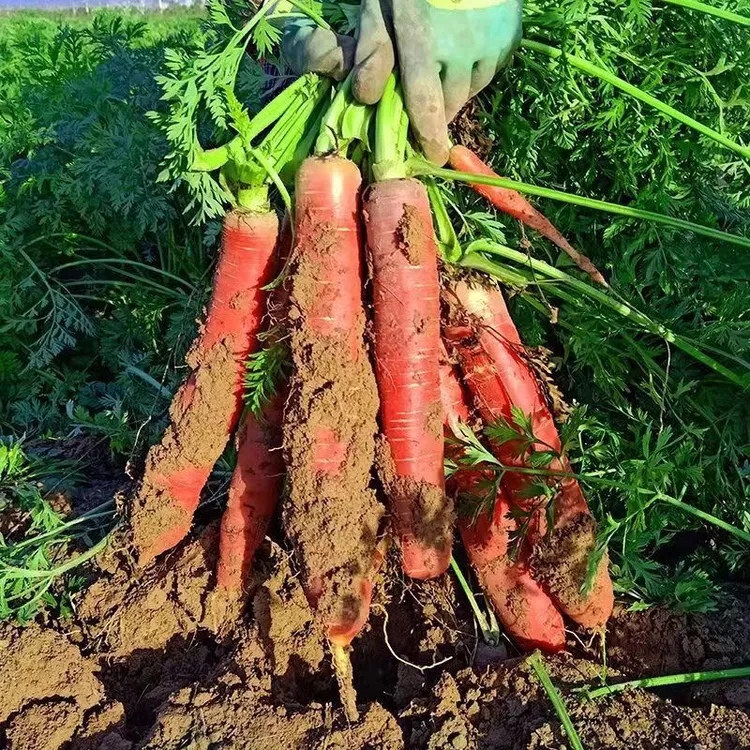 【正宗现挖沙地水果红萝卜】脆甜产地直发陕西蔬菜新鲜健康绿色