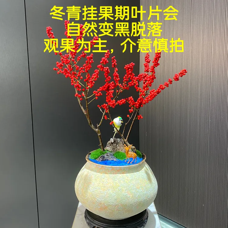 （挂果期叶片会变黑脱落）北美冬青带果室内外盆栽四季好养年宵花