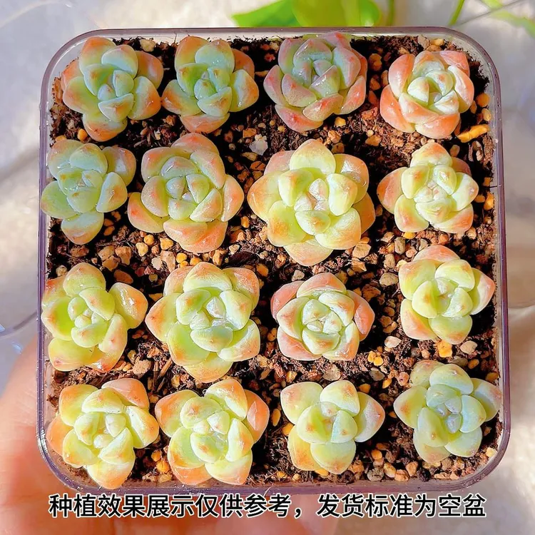 长宽10公分大正方分高透明可观察根系多肉亚克力切糕种植移苗盒