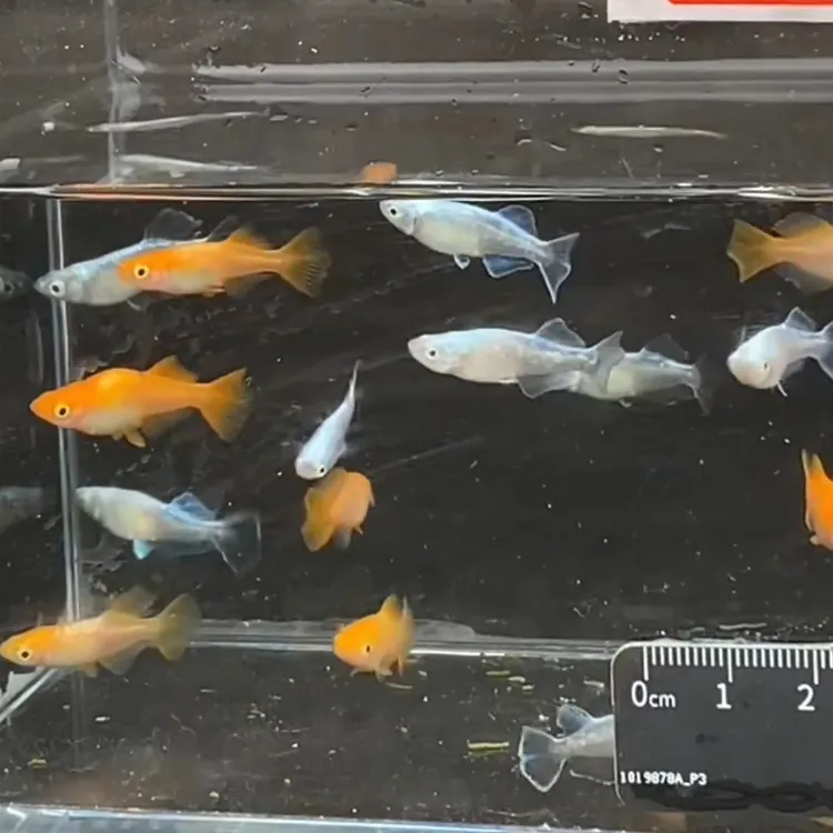 观背青鳉鱼活鱼观赏鱼长鳍天使小型冷水观赏鱼桌面活体宠物鱼小鱼