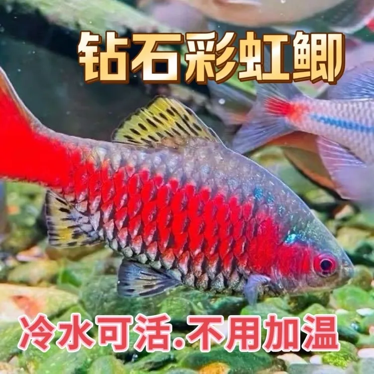 广温鱼冷水鱼钻石彩虹鲫热带观赏鱼溪流缸原生鱼低氧耐低温小型鱼