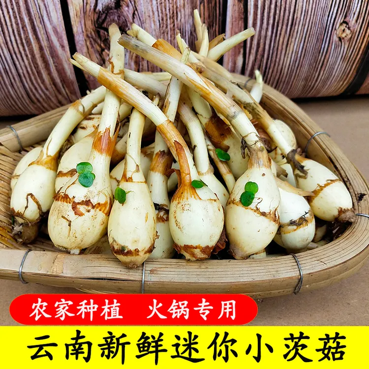 云南白茨菇现挖迷你小茨菇农家自种白慈姑新鲜蔬菜白马蹄茨菰