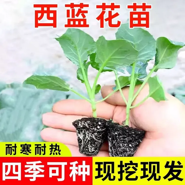 西兰花苗西蓝花苗子秧苗水培食用有机西兰花苗阳台四季盆栽蔬菜苗