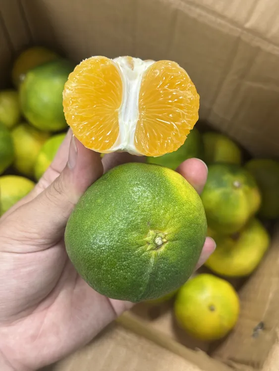 云南青皮蜜橘孕妇适用新鲜现摘无籽当季水果