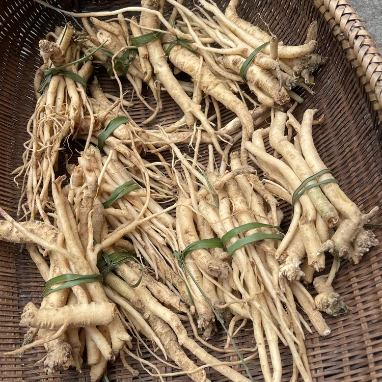 阿菊 深山野党参 鲜货 滋补养生 可煮水煲汤煮粥泡酒
