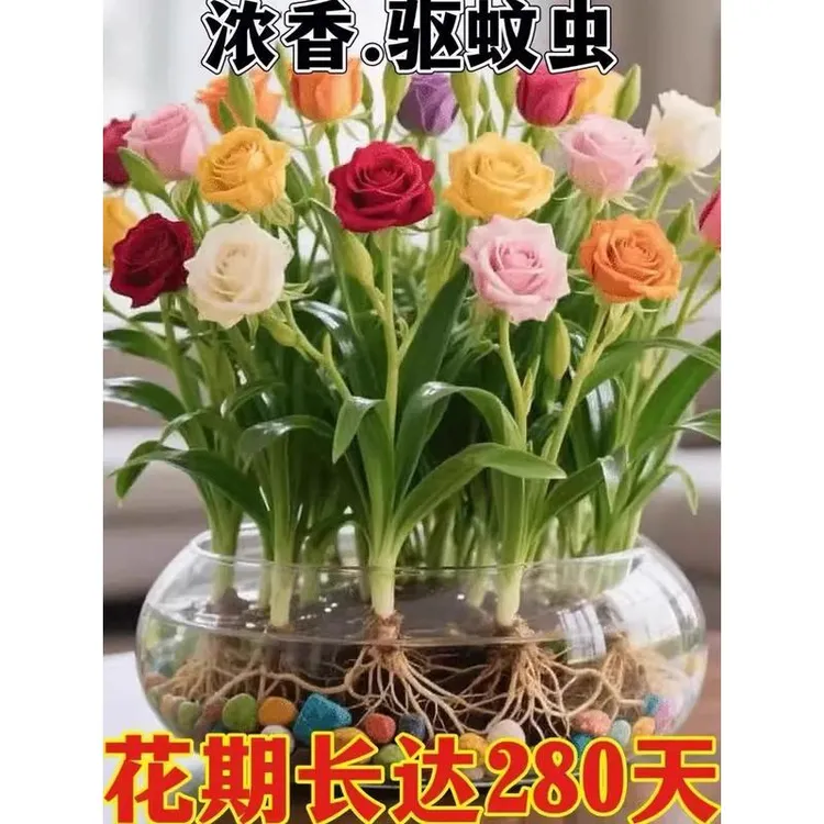 【拍一发10】水培玫瑰花球根驱蚊虫浓香重瓣耐热花卉绿植盆栽zss1