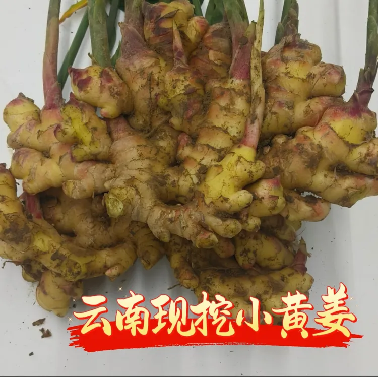 云南小黄姜新鲜现挖老姜泡姜糖醋姜生腌凉拌清脆爽口