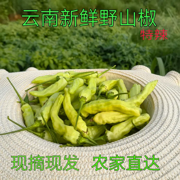 云南小米辣椒特辣农家自种白米椒现摘野山椒泡椒朝天椒尖椒指天椒