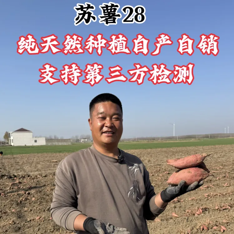 苏薯28皖北黑土地现挖现发纯生态种植软糯香甜支持检测