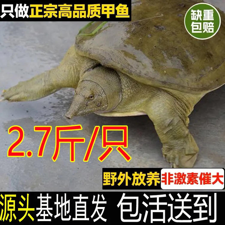 2.7斤1只 滋补佳品鲜活甲鱼活体中华鳖包活外塘散养土鳖母甲鱼
