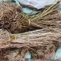 云南高原 新鲜石湖条 火妹甄选
