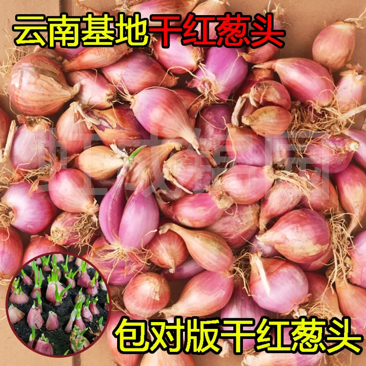 云南干红葱头火葱头种熬葱油食用红葱盆栽白铁杆葱头四季红葱种头