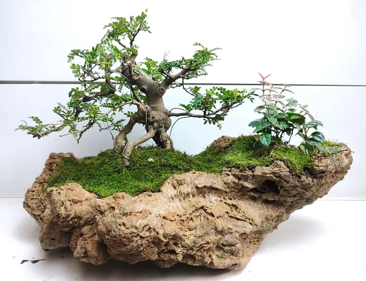 精品吸水石盆景 悬崖式造型植物 苔藓点缀  造景装饰 别致绿植