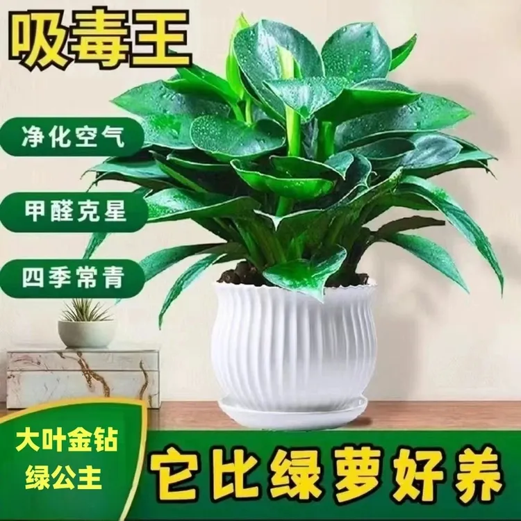 大叶金钻盆栽室内绿植水培土养办公室桌面净化空气除甲醛植物花卉